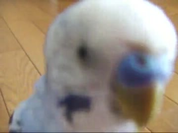 おしゃべりインコぴのこ「カミまくり」（昔話＃27）