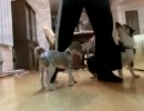 またくぐりやるよ！