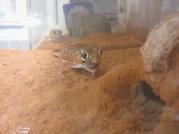 ナメハダタマオヤモリの食事風景その３