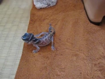 ケージを探検中のタマオベビー