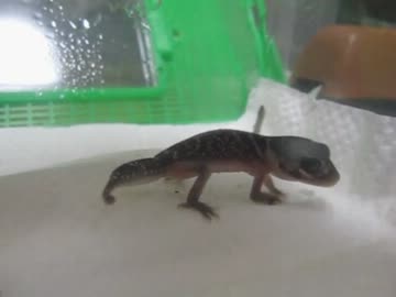 ナメハダタマオヤモリのベビーに初給餌