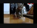 天才子猫ゴールキーパー（スーパースローモーション編）
