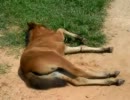 犬だと思ったらロバだった件