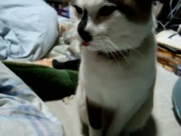 【ぬこ】舌をしまい忘れたままふみふみする猫