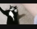 グローブプロレスする猫【の続き】