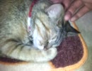 どんだけワシャワシャされても起きないねこ