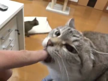 家猫日和　詰め合わせ１９