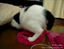 夜な夜な猫集会 クッションの下に頭を突っ込む猫