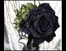 Black Rose Apostle（黒薔薇）／世阿弥 Extended ver.