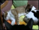 ナナ君療養中？