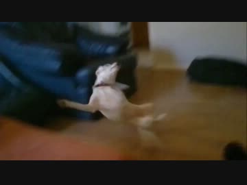 物凄い勢いでずっこける犬