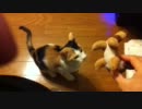 ジブリ映画に出てくるキツネリスを投げたらうちの猫が荒ぶった