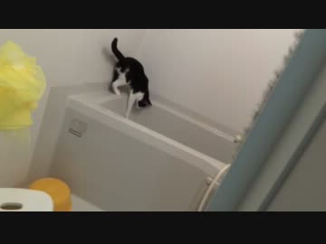 猫を風呂に入れようとしたら一人で足湯してた