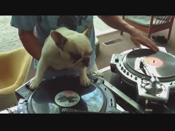 DJ犬、マジDJ！