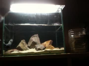 小型水槽適当に立ち上げてみた１