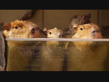 いしかわ動物園のカピバラ雪見露天風呂