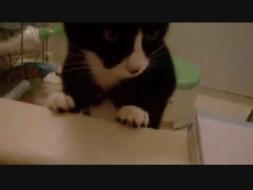 今日もバスルームに入る気満々の猫