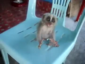 ロリスローロリスちゃん