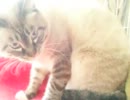 ジャンくんが来て２ヶ月　不機嫌じゃなくなったね