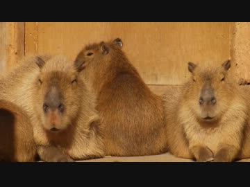 全般的に極めて眠むげなカピバラ