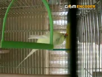 セキセイインコのセルフカキカキ