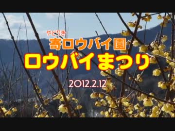 松田町寄ロウバイ園　ロウバイまつり　に行ってきた