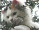 Mili up a tree.