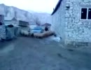 【ロシア】羊が車の周りをひたすら無限ループ