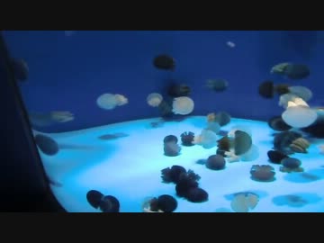 沼津港深海水族館に行ってきた