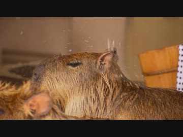 豪快な打たせ湯を満喫する仔カピバラ