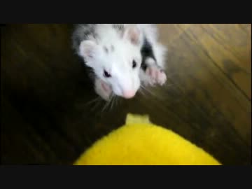 シャワー後の荒ぶるフェレット