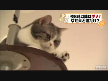 6月から午後8時以降の犬猫展示禁止　ネコカフェも