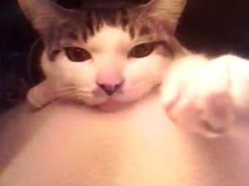 寝ている主人の上から動く気が無い猫