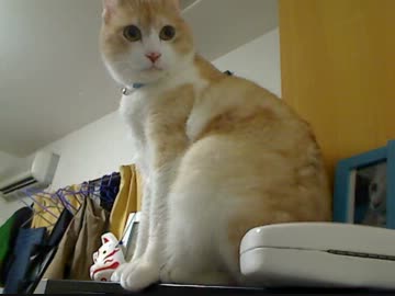 お留守番するくまちゃん
