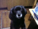 お返事&ちっちゃいお返事。