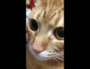 猫がひたすら、怒ってます！