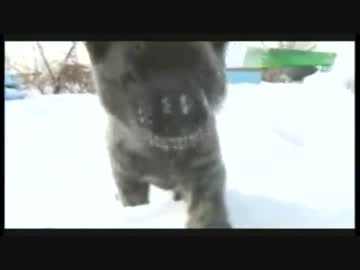 カイ君の初孫、すくすく元気