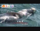 大船渡湾にオットセイ　