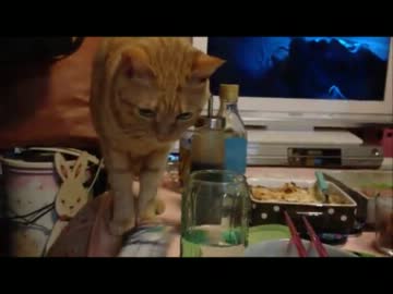 愛猫よ、俺が飯食ってる時にそれはやめてくれ