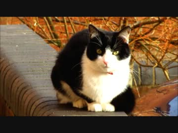 猫たちの熾烈な戦い