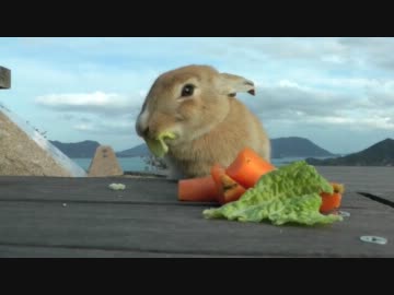 絶景の中でお食事するうさぎ