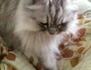 ひたすらこたつにモミモミ.3gp