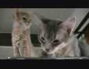 くぅなゆ06　ひたすら毛づくろい