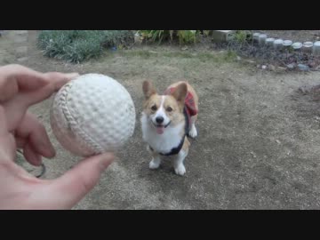 コーギーとキャッチボール