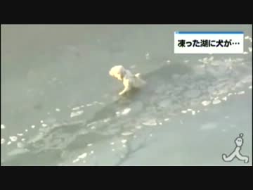 危機一髪、湖に落ちた犬を救出