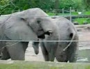 【AV】エロ杉　ｱｳｱｳ!!（＾ω＾；）