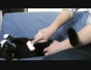 ブラッシングされる猫（新）