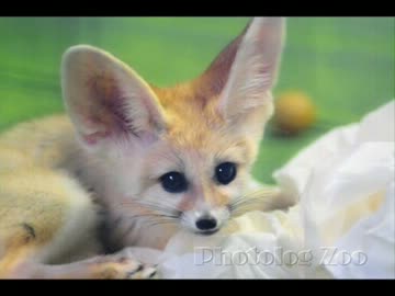 可愛い動物の画像を集めてみた　フェネック