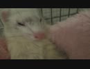 ルチル教授のテスト動画