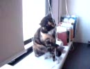 越冬みるまげどん